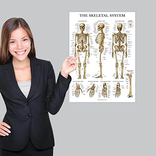 Palace Обучение 4 Pack е Набор от анатомични плакати - Ламиниран Мускулите, Скелета, сухожилията, ставите, Нервната система - Набор